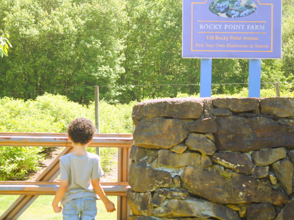 Child looking at blueberry bushes at a local blueberry farm