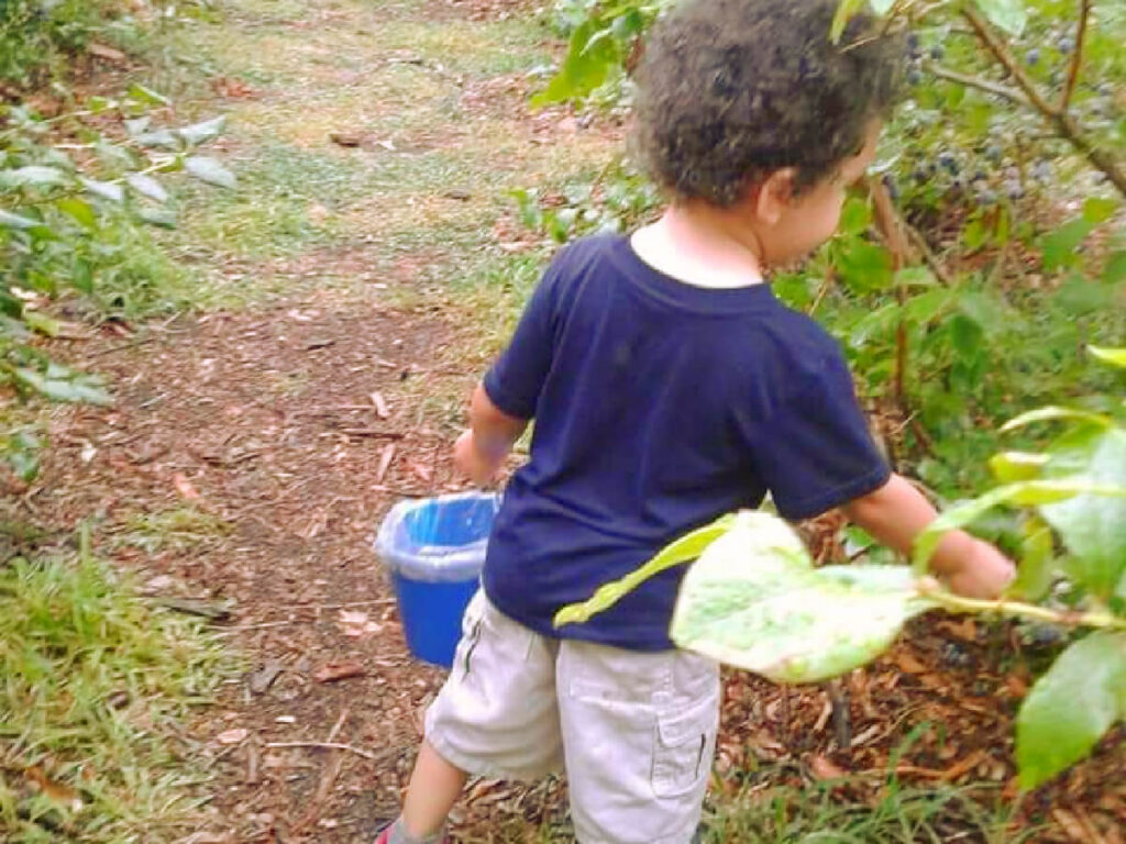Child picking fresh blueberries from a bush