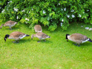 Eight FREE Simple Strategies To Improve Your Morning Routine nature