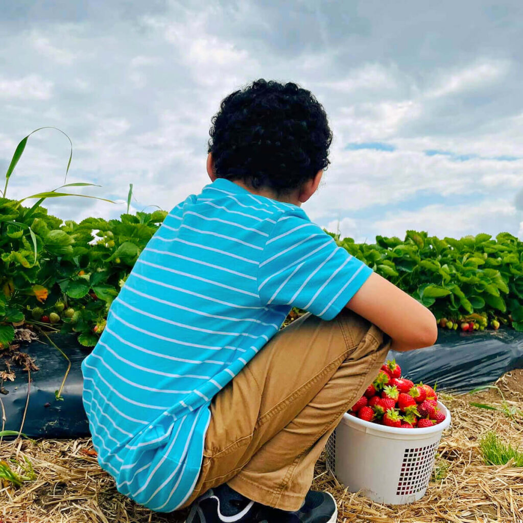 child picking fresh strawberries in a strawberry field during strawberry picking