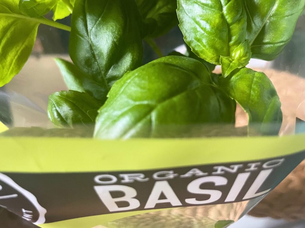 Fresh basil plant with vibrant green leaves ready for making vegan pesto