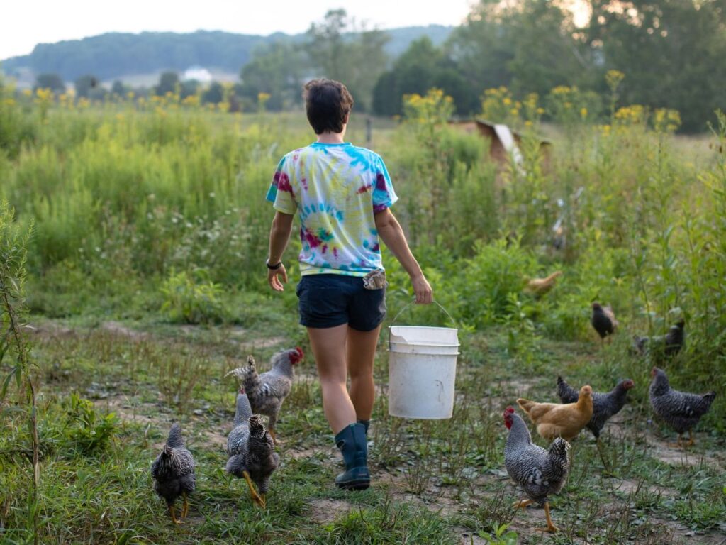 Person walking through a sunlit homestead carrying a bucket, surrounded by free-ranging chickens in a peaceful rural yard.